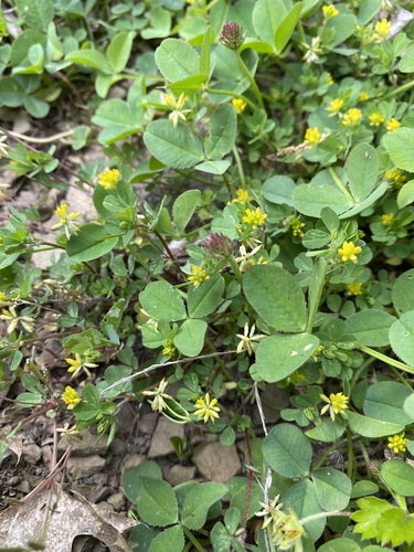 Suckling clover (Trifolium dubium)