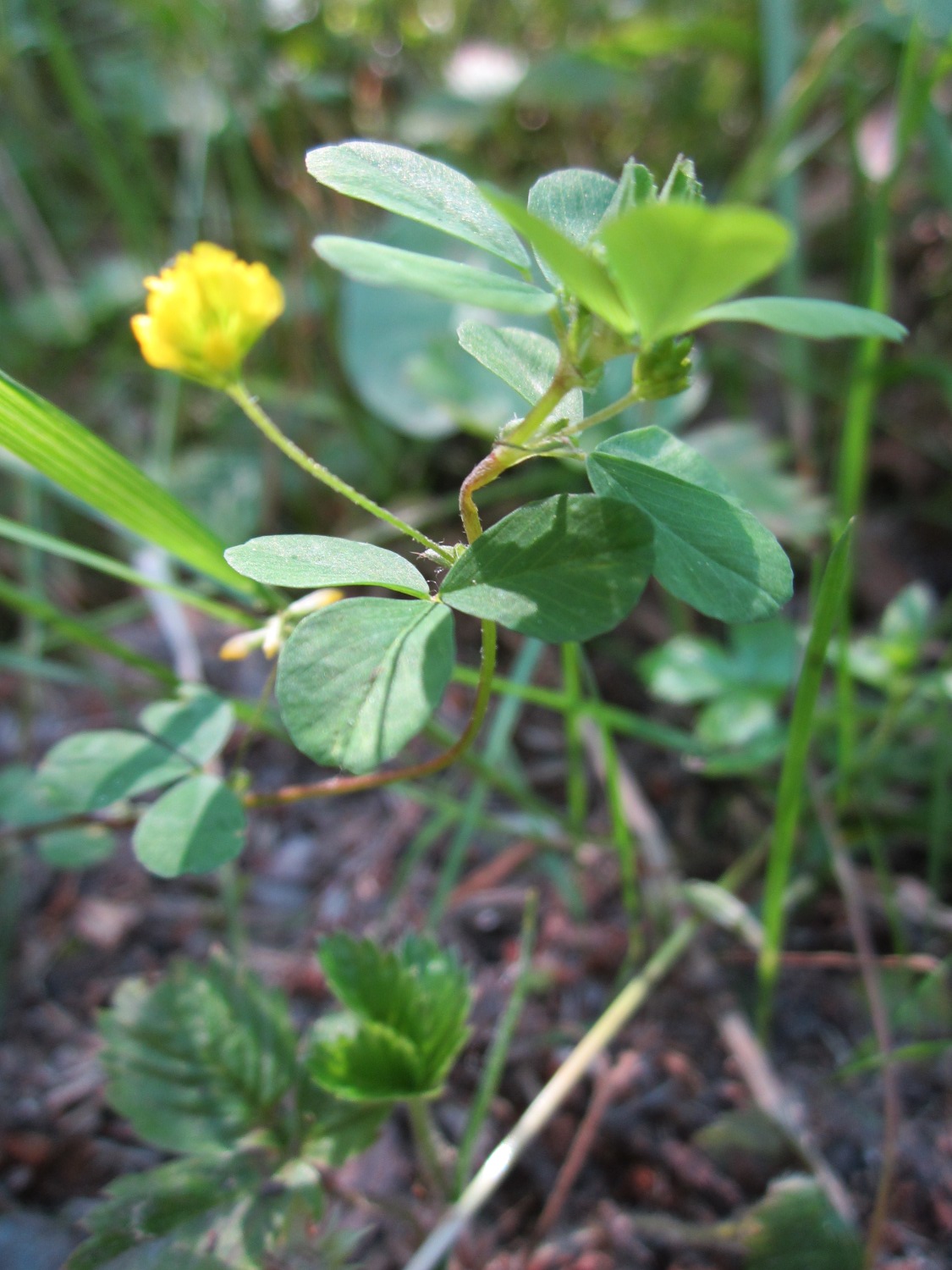 Suckling clover: Faden-Klee ( Trifolium dubium ) in der Schwetzinger Hardt