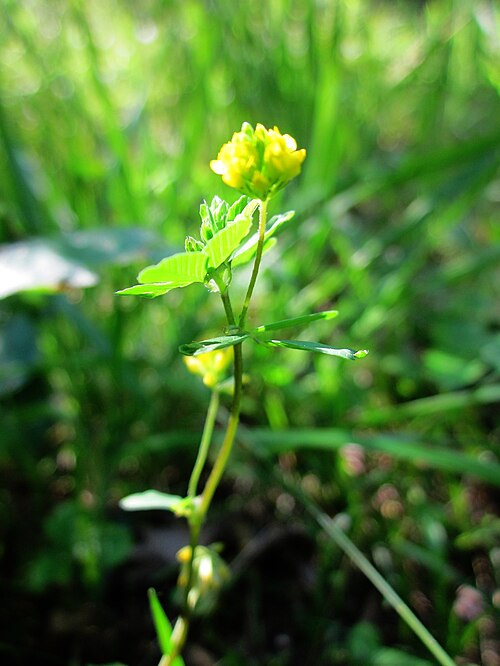 Suckling clover: Faden-Klee ( Trifolium dubium ) in der Schwetzinger Hardt