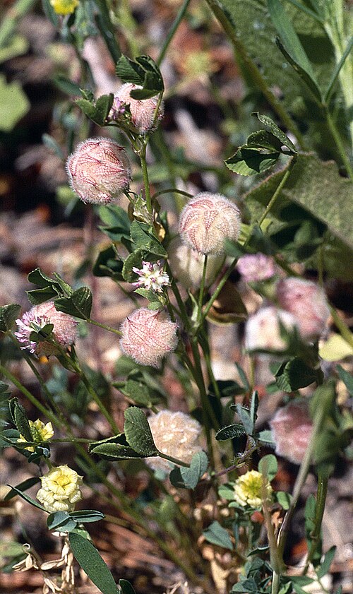 Strawberry clover: Trifolium fragiferum