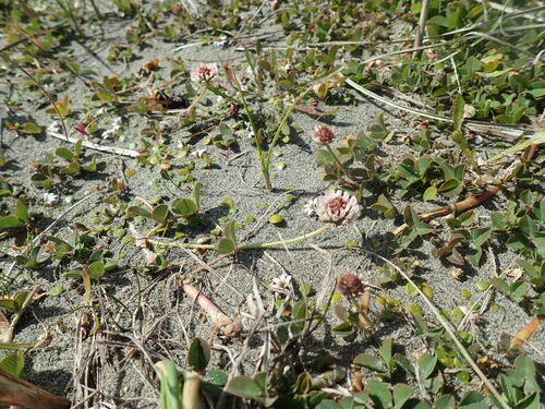 Strawberry clover (Trifolium fragiferum)