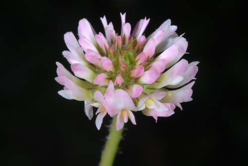 Strawberry clover (Trifolium fragiferum)
