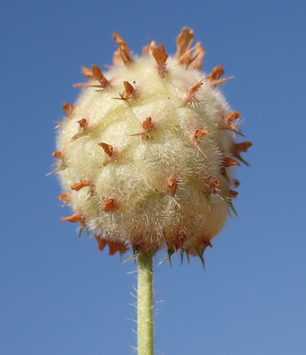 Strawberry clover (Trifolium fragiferum)
