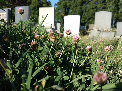 Strawberry clover: Habitus Taxonym: Trifolium fragiferum (subsp. fragiferum) ss Fischer et al. EfÖLS 2008 ISBN 978-3-85474-187-9 Location: Jedleseer Friedhof, Vienna-Floridsdorf -
