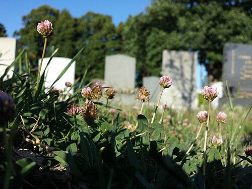 Strawberry clover: Habitus Taxonym: Trifolium fragiferum (subsp. fragiferum) ss Fischer et al. EfÖLS 2008 ISBN 978-3-85474-187-9 Location: Jedleseer Friedhof, Vienna-Floridsdorf -