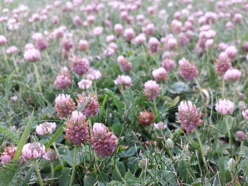 Strawberry clover: Habitus Taxonym: Trifolium fragiferum (subsp. fragiferum) s. str. ss Fischer et al. EfÖLS 2008 ISBN 978-3-85474-187-9 Location: Donaupark, Vienna-Donaustadt - c