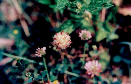 Strawberry clover (Trifolium fragiferum)