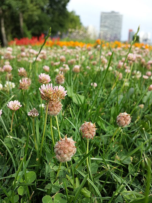 Strawberry clover: Habitus Taxonym: Trifolium fragiferum (subsp. fragiferum) s. str. ss Fischer et al. EfÖLS 2008 ISBN 978-3-85474-187-9 Location: Donaupark, Vienna-Donaustadt - c