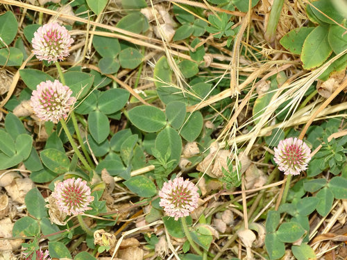 Strawberry clover (Trifolium fragiferum)