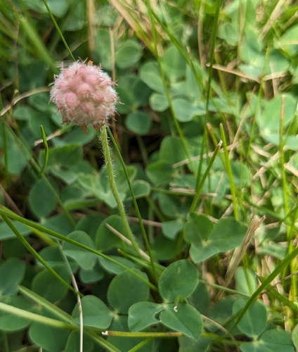 Strawberry clover (Trifolium fragiferum)