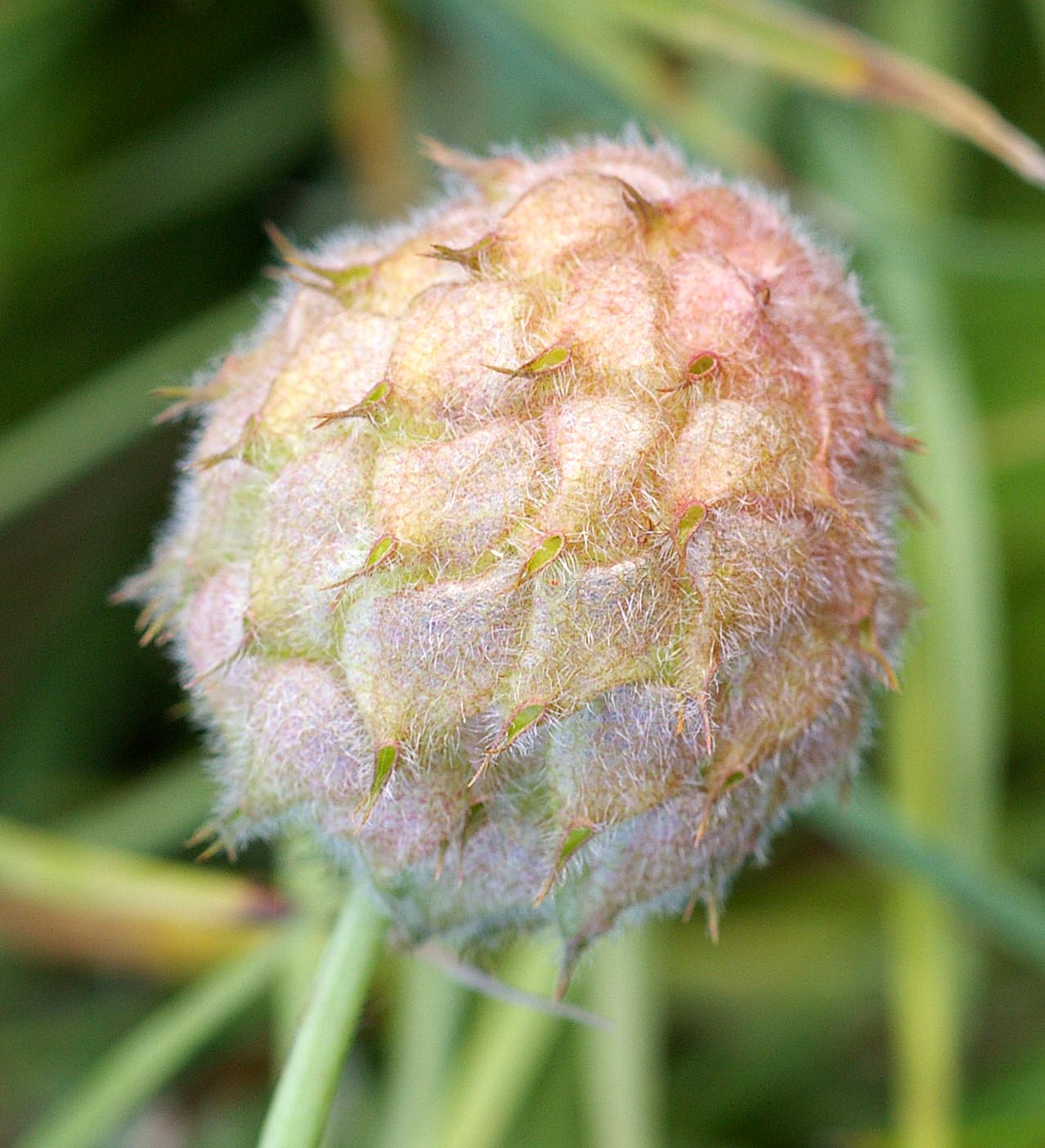 Strawberry clover: Close-up of fruiting Strawberry clover , Trifolium fragiferum ssp. fragiferum .