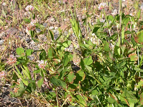 Alsike clover: The pinkish flowered inflorescences are borne from nodes on stems elevated above the ground.