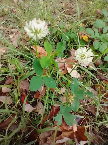 Alsike clover (Trifolium hybridum)