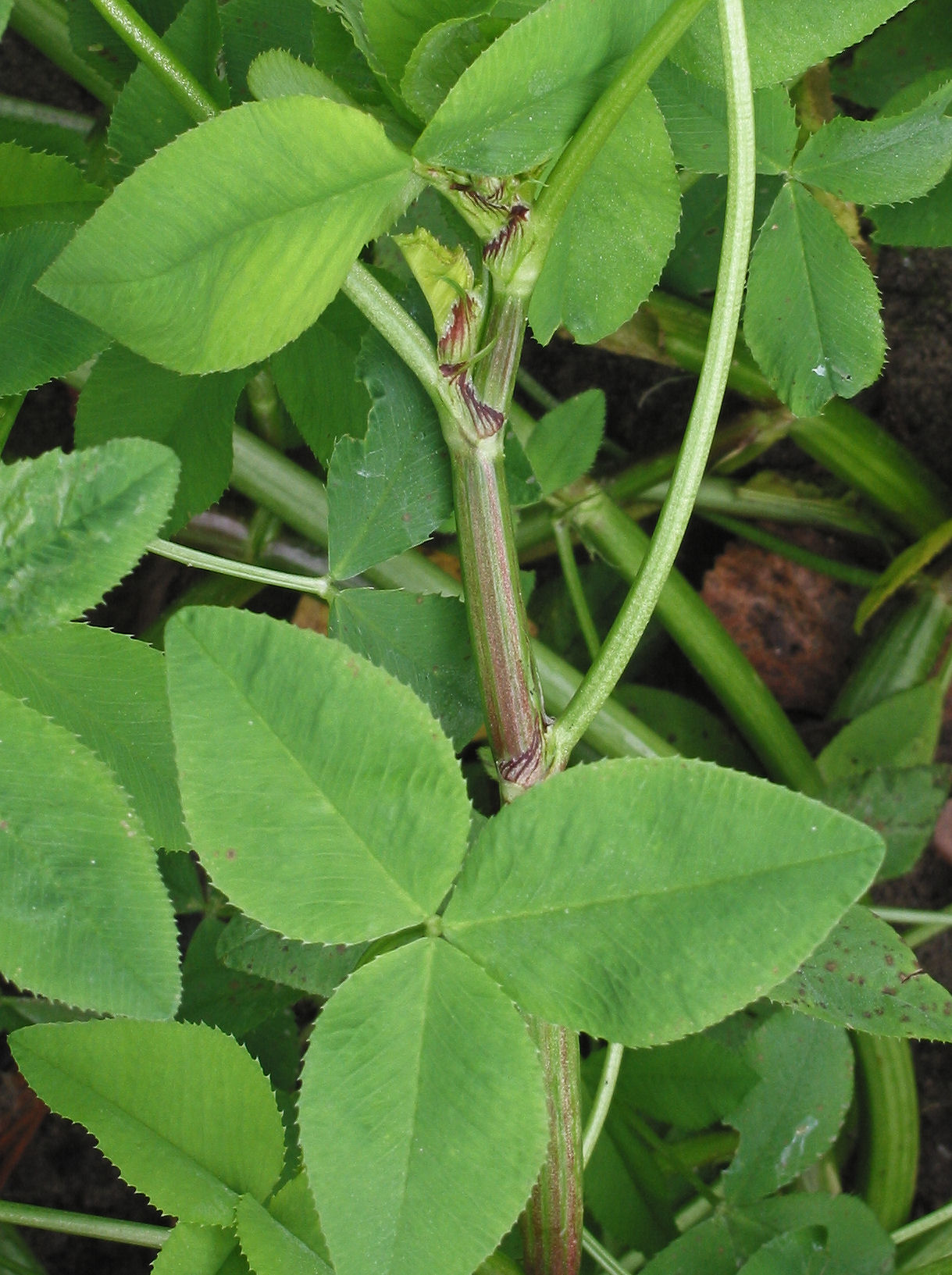 Alsike clover: Trifolium hybridum
