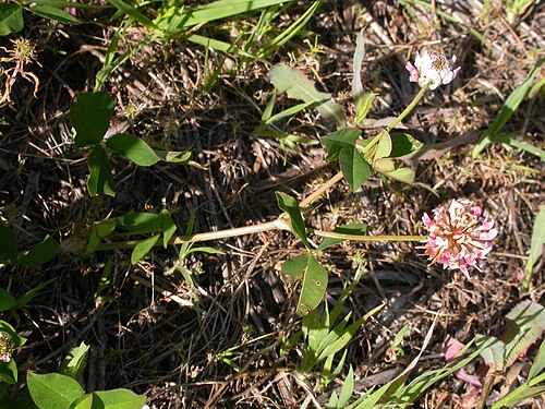 Alsike clover: The pinkish flowered inflorescences are borne from nodes on stems elevated above the ground.