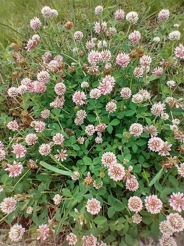 Alsike clover (Trifolium hybridum)