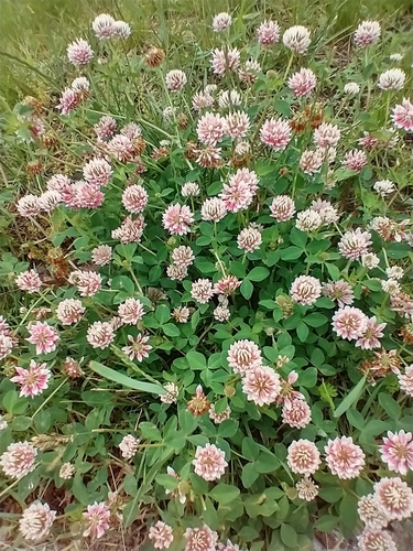 Alsike clover