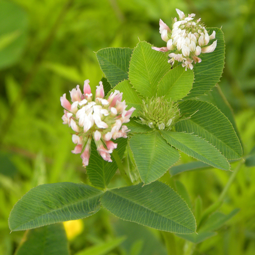 Alsike clover (Trifolium hybridum)