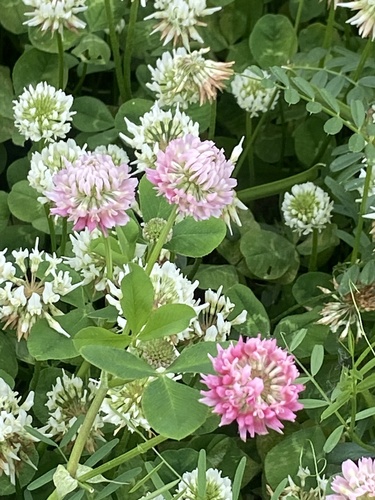 Alsike clover (Trifolium hybridum)
