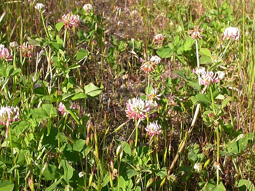 Alsike clover: The pinkish flowered inflorescences are borne from nodes on stems elevated above the ground.