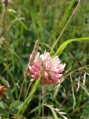 Alsike clover (Trifolium hybridum)