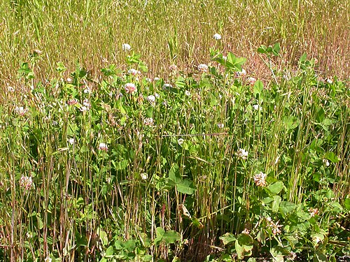 Alsike clover: The pinkish flowered inflorescences are borne from nodes on stems elevated above the ground.