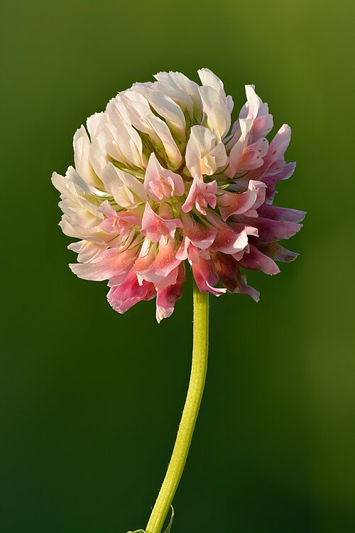 Alsike clover: Alsike clover inflorescence