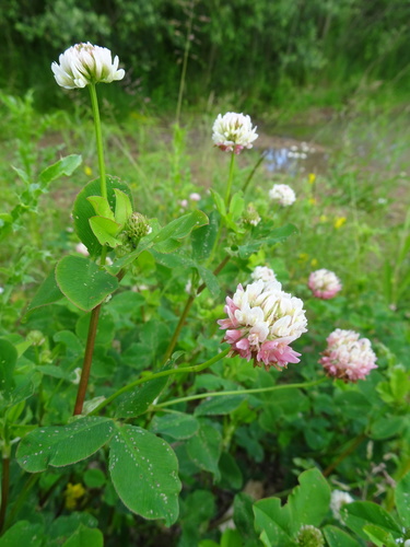 Alsike clover (Trifolium hybridum)