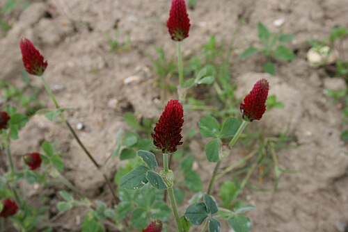 Crimson clover: Trifolium incarnatum: Flowers.