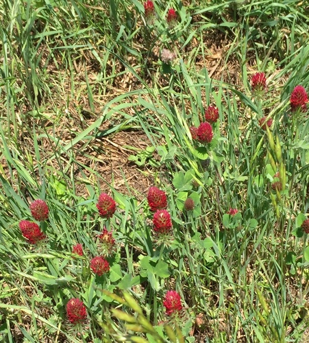 Crimson clover (Trifolium incarnatum)