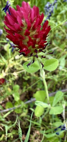 Crimson clover