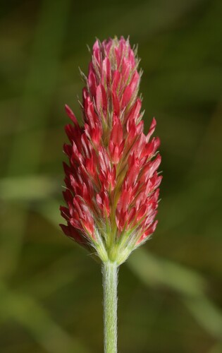 Crimson clover (Trifolium incarnatum)