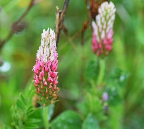 Crimson clover (Trifolium incarnatum)