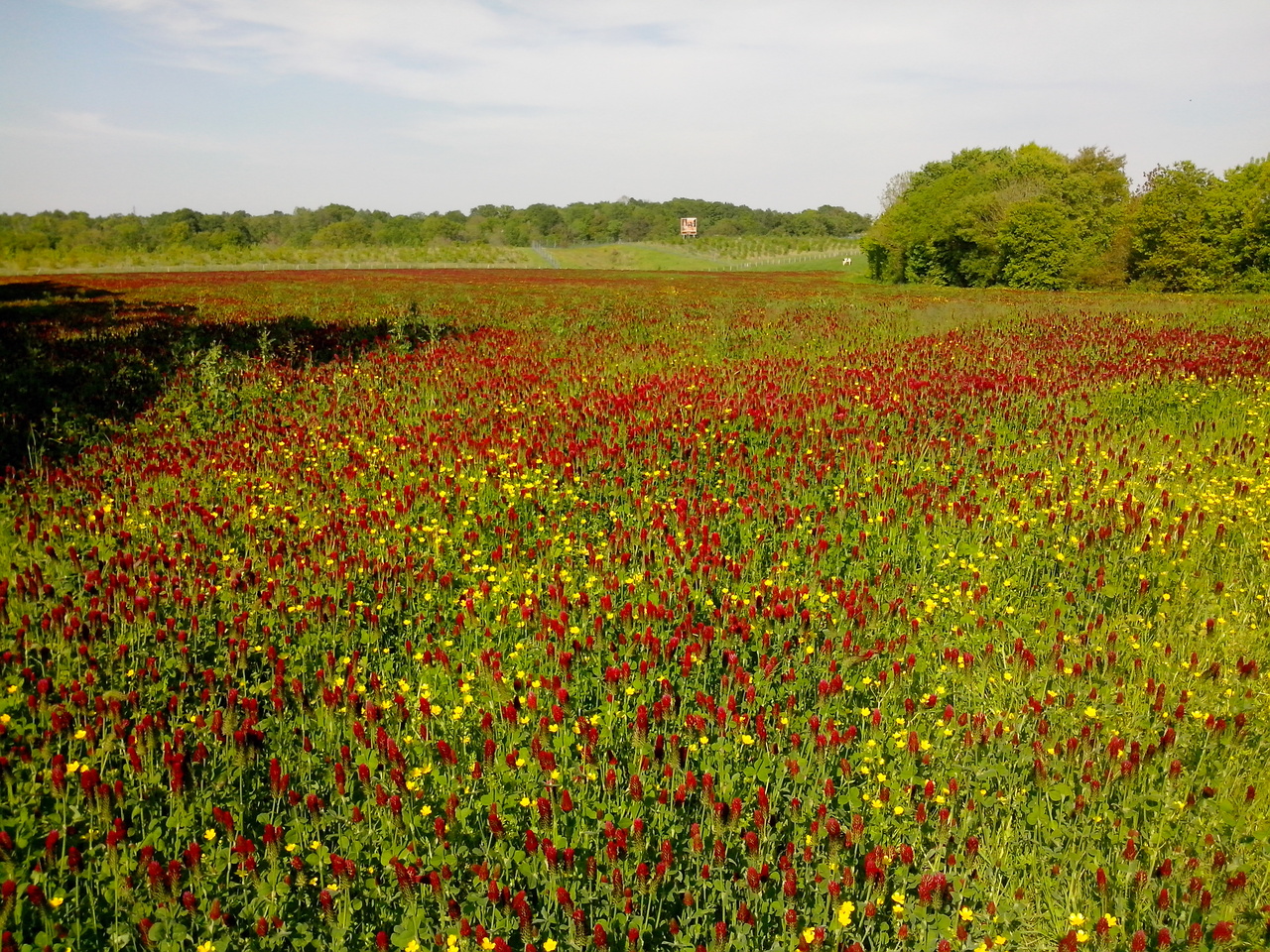 Crimson clover: Champ de trèfles incarnats