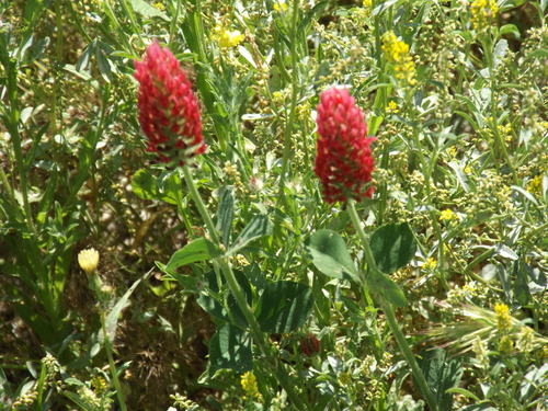 Crimson clover (Trifolium incarnatum)