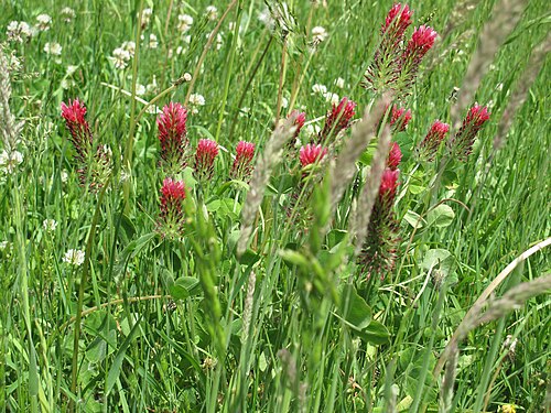 Crimson clover: Trifolium incarnatum at the Lichtenower Mühlenfließ , a 22,8 kilometers long stream in the districts Märkisch-Oderland and Oder-Spree , Brandenburg , Germany. I