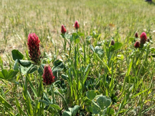 Crimson clover (Trifolium incarnatum)