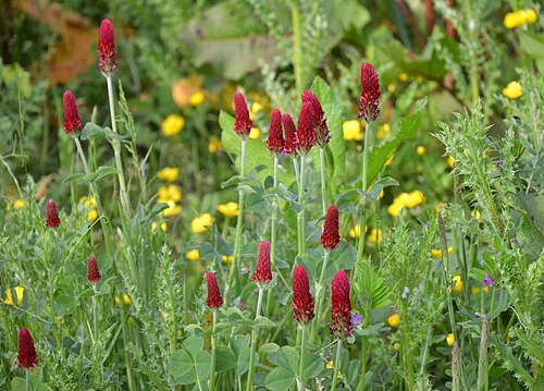 Crimson clover: Trifolium incarnatum on an area of ​​spontaneous "renaturation"