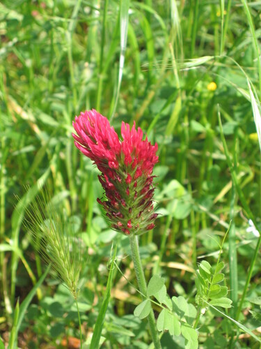 Crimson clover (Trifolium incarnatum)