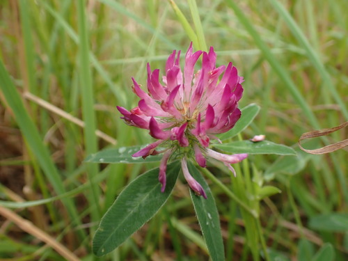 Zigzag clover (Trifolium medium)