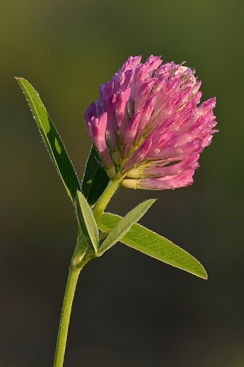 Zigzag clover: Zigzag clover covered with morning dew