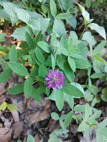 Zigzag clover (Trifolium medium)
