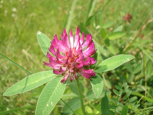 Zigzag clover: Presumably zigzag clover ( Trifolium medium ). Found in Riga town, Latvia