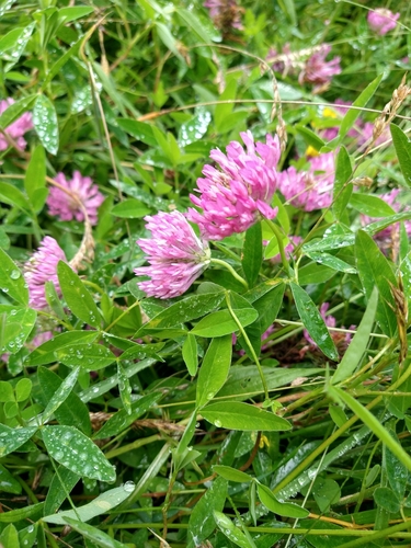 Zigzag clover (Trifolium medium)