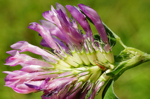 Zigzag clover (Trifolium medium)