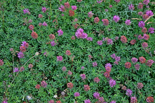 Zigzag clover