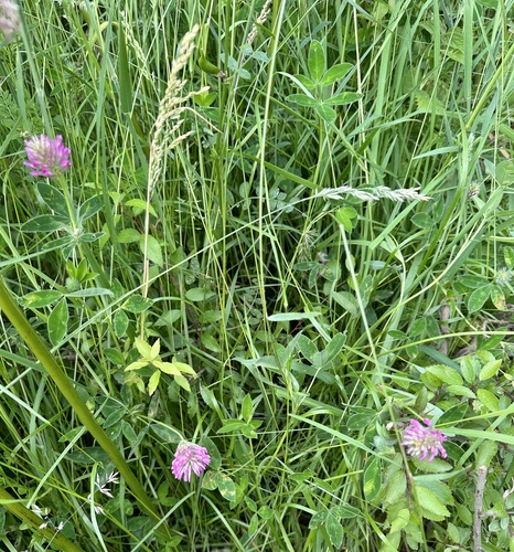 Zigzag clover (Trifolium medium)