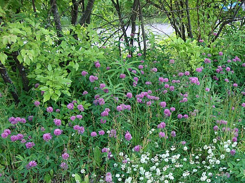 Zigzag clover: Trifolium medium in Kerava, Finland
