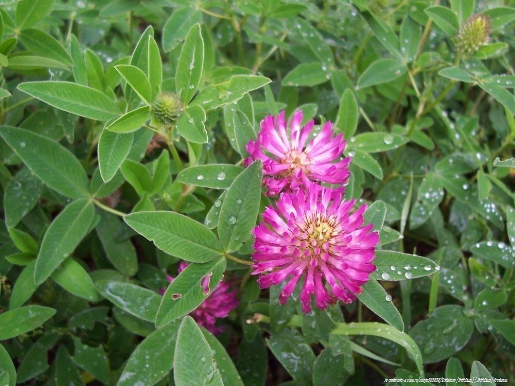 Zigzag clover: Presumably zigzag clover ( Trifolium medium ). Found in Riga town, Latvia
