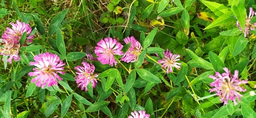 Zigzag clover (Trifolium medium)